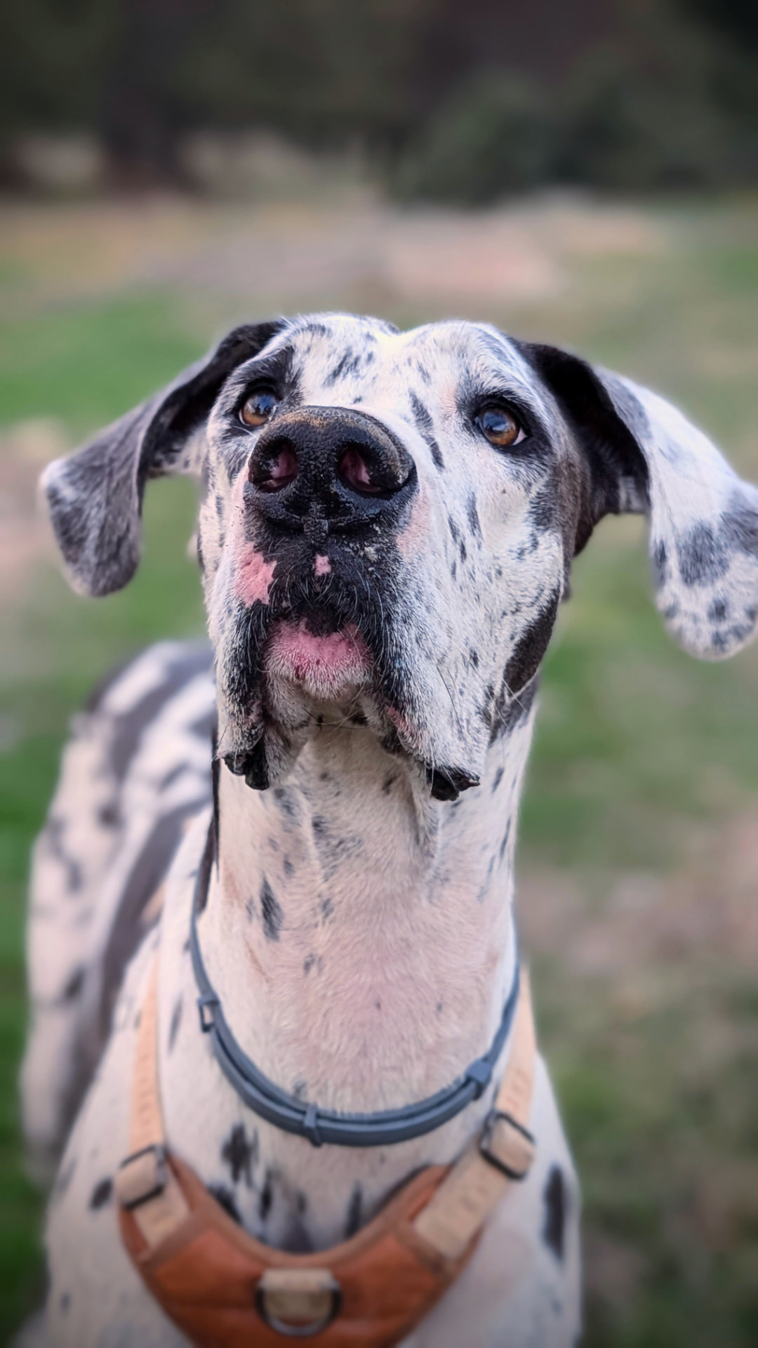 Dog Adventure: DIVERSIÓN